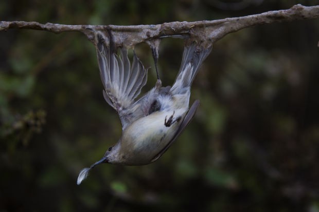 The Last Song: Mediteranean Bird Slaughter